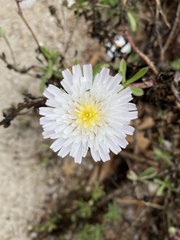 Malacothrix saxatilis