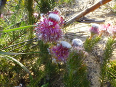 Serruria trilopha