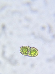 Cosmarium subcucumis