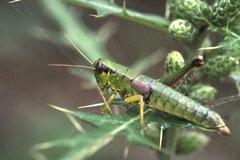 Parapodisma tenryuensis
