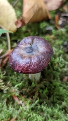 Russula caerulea