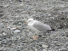Larus michahellis