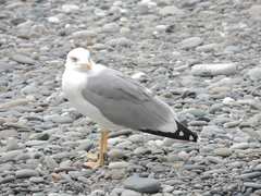 Larus michahellis