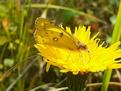 Colias hyale
