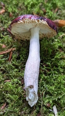 Russula caerulea