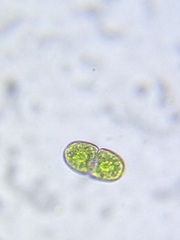 Cosmarium subcucumis