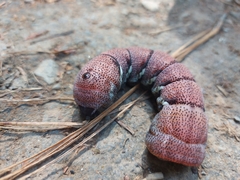 Eumorpha typhon