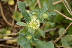 Acicarpha tribuloides