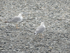 Larus michahellis
