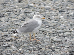 Larus michahellis
