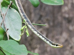 Dendrelaphis tristis