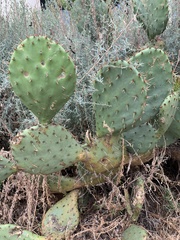 Opuntia littoralis
