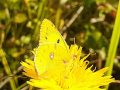 Colias hyale