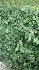 Trachelospermum asiaticum