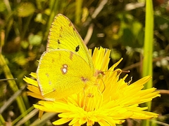Colias hyale