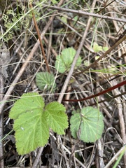 Geum