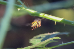 Vespula alascensis
