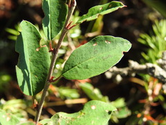 Cotoneaster integerrimus