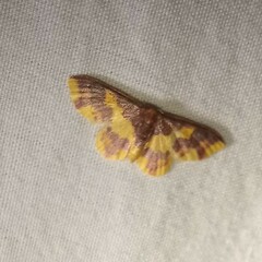 Lophosis labeculata