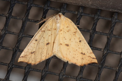 Neoterpes edwardsata