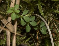 Galium pilosum