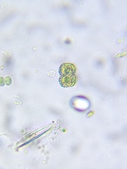 Cosmarium punctulatum