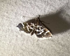 Diasemiodes janassialis