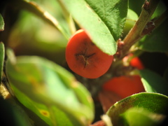 Cotoneaster integerrimus