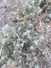 Extriplex californica