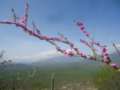Plocosperma buxifolium