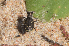 Cicindela tranquebarica