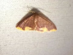 Lophosis labeculata