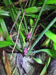 Reineckea carnea
