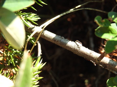 Cotoneaster integerrimus