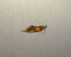 Epicallima argenticinctella