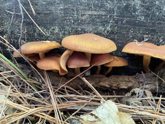 Gymnopilus