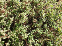 Cotoneaster integerrimus