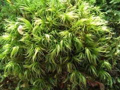 Dicranum polysetum