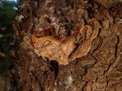 Phellinus chrysoloma