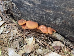 Gymnopilus