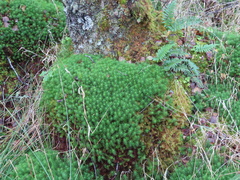 Polytrichum