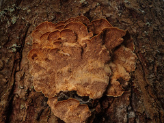 Phellinus chrysoloma
