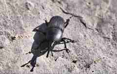 Scyphophorus