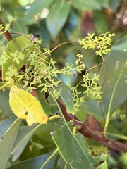 Lygodium palmatum
