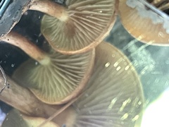 Gymnopilus
