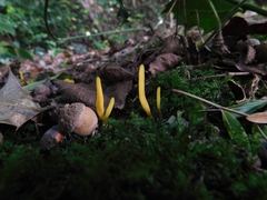 Clavulinopsis helvola