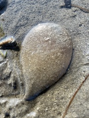 Abarenicola pacifica