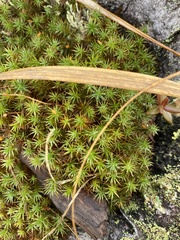 Polytrichum