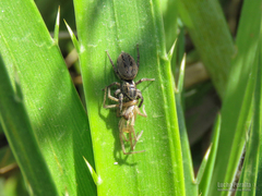 Tullgrenella quadripunctata