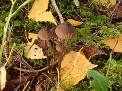 Mycena galopus